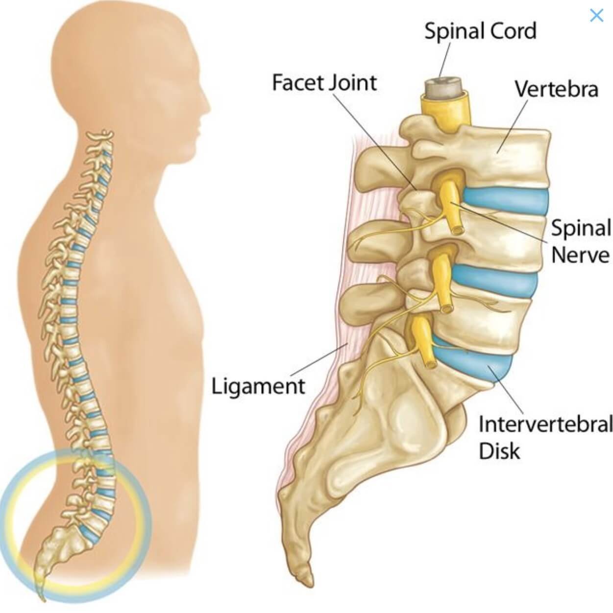 Abordagem anterior da coluna